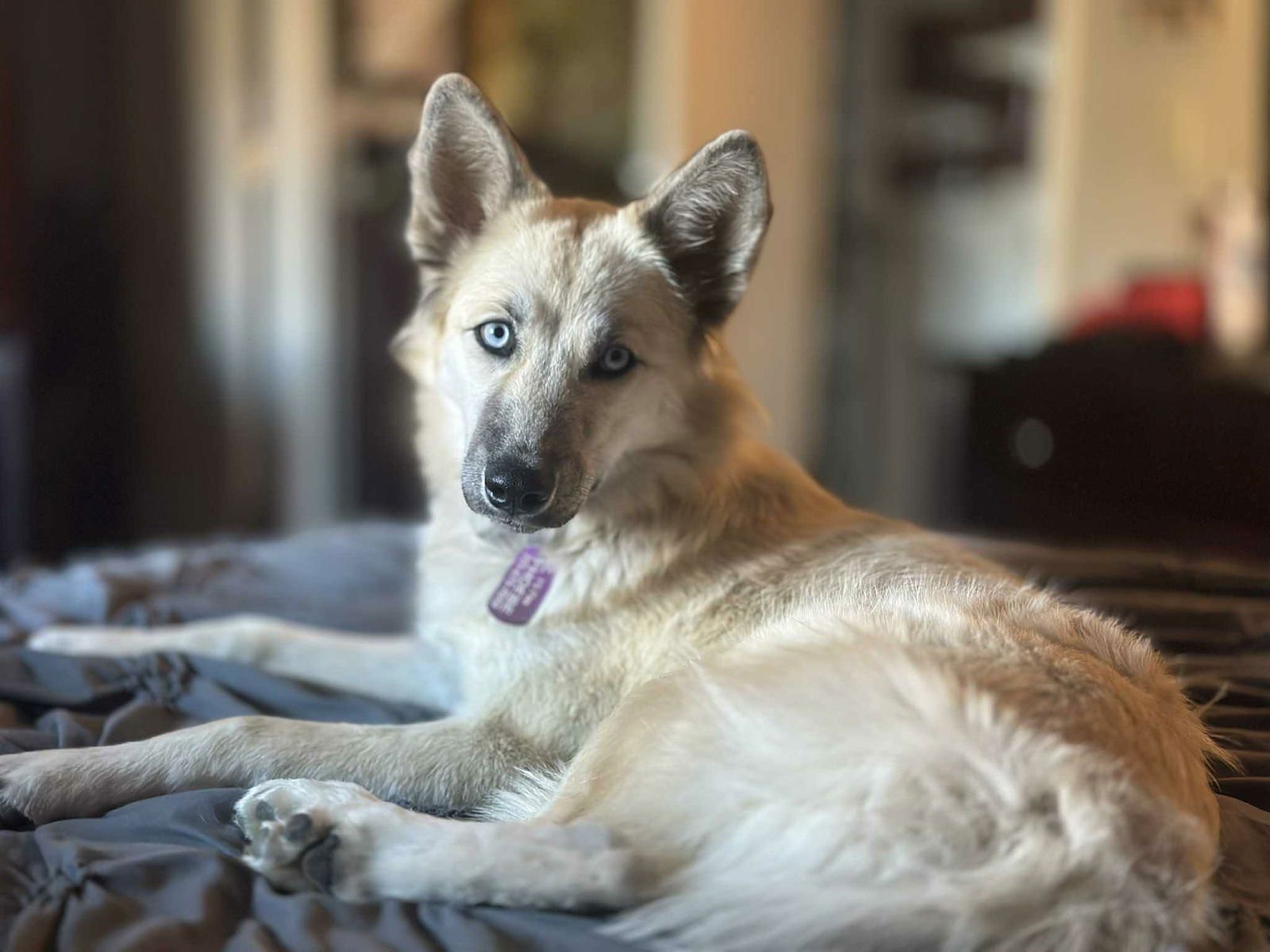 CRUE - Unknown available for adoption