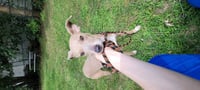 Split Pea - Mom to Peas Pups - Photo 2