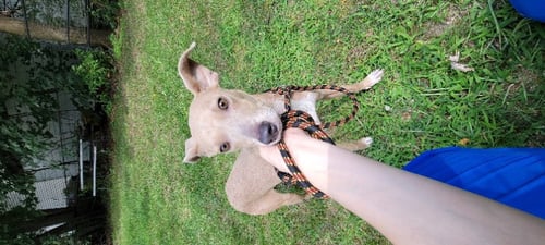 SPLIT PEA - MOM TO PEAS PUPS - Whippet / Blue Lacy available for adoption