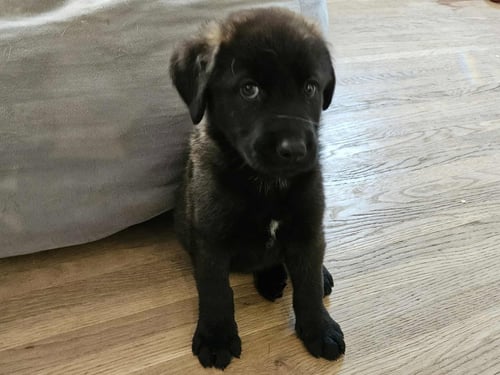 HOOK - ANNIVERSARY - Newfoundland Dog / Shepherd for adoption in Grand Rapids