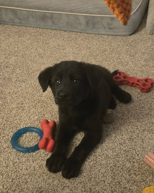 RAPUNZEL - ANNIVERSARY - Newfoundland Dog / Shepherd for adoption in Grand Rapids