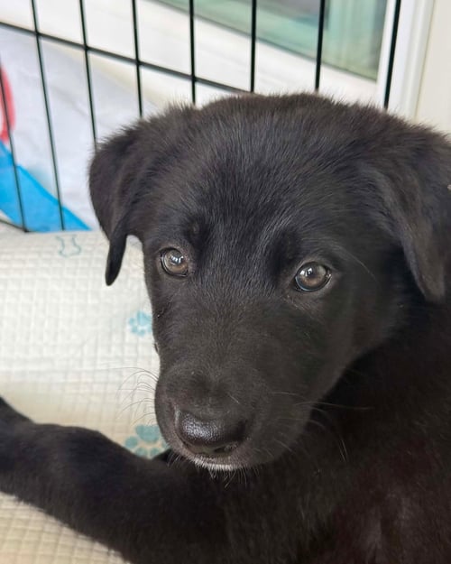 ROMEO - ANNIVERSARY - Newfoundland Dog / Shepherd for adoption in Grand Rapids