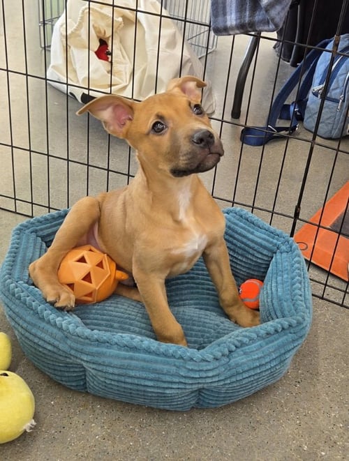 CYPHER - MATRIX - Terrier for adoption in Grand Rapids