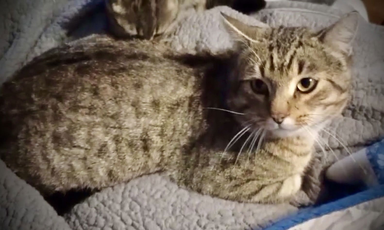 BARNEY (BLK & TAN TABBY) - Tabby available for adoption