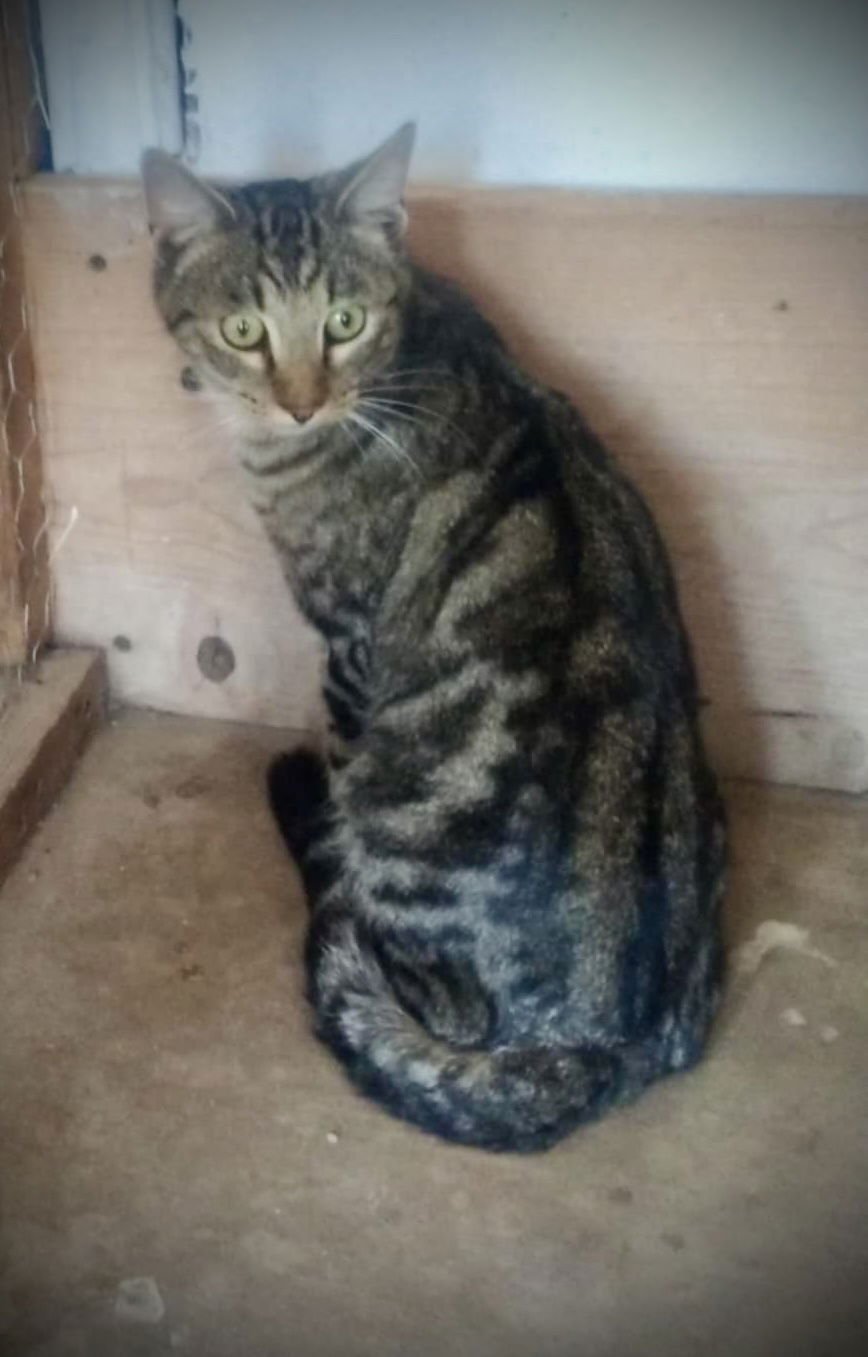 VAN GOGH (TABBY MALE) - Tabby / Domestic Short Hair available for adoption