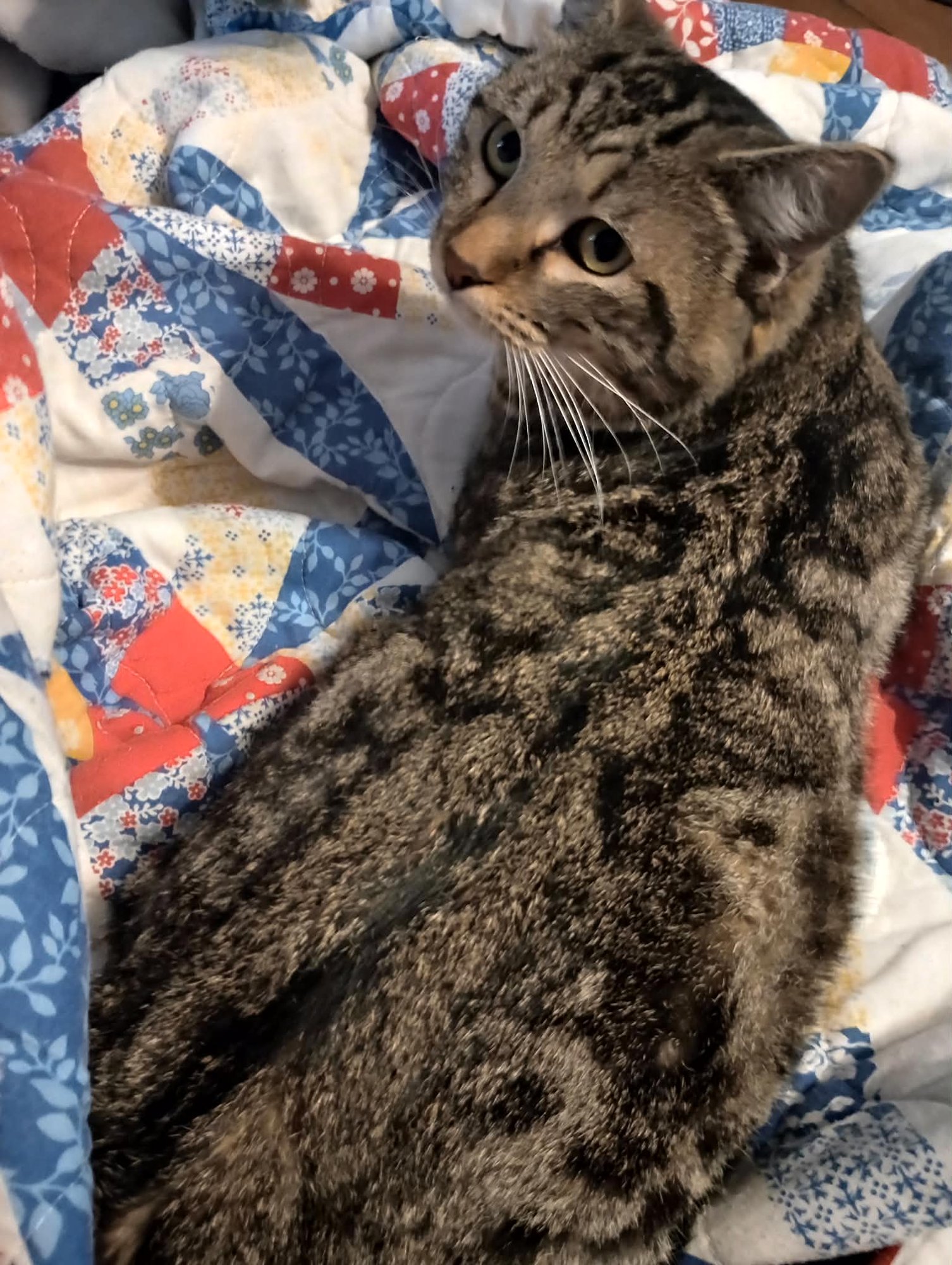 VAN GOGH (TABBY MALE) - Tabby / Domestic Short Hair available for adoption