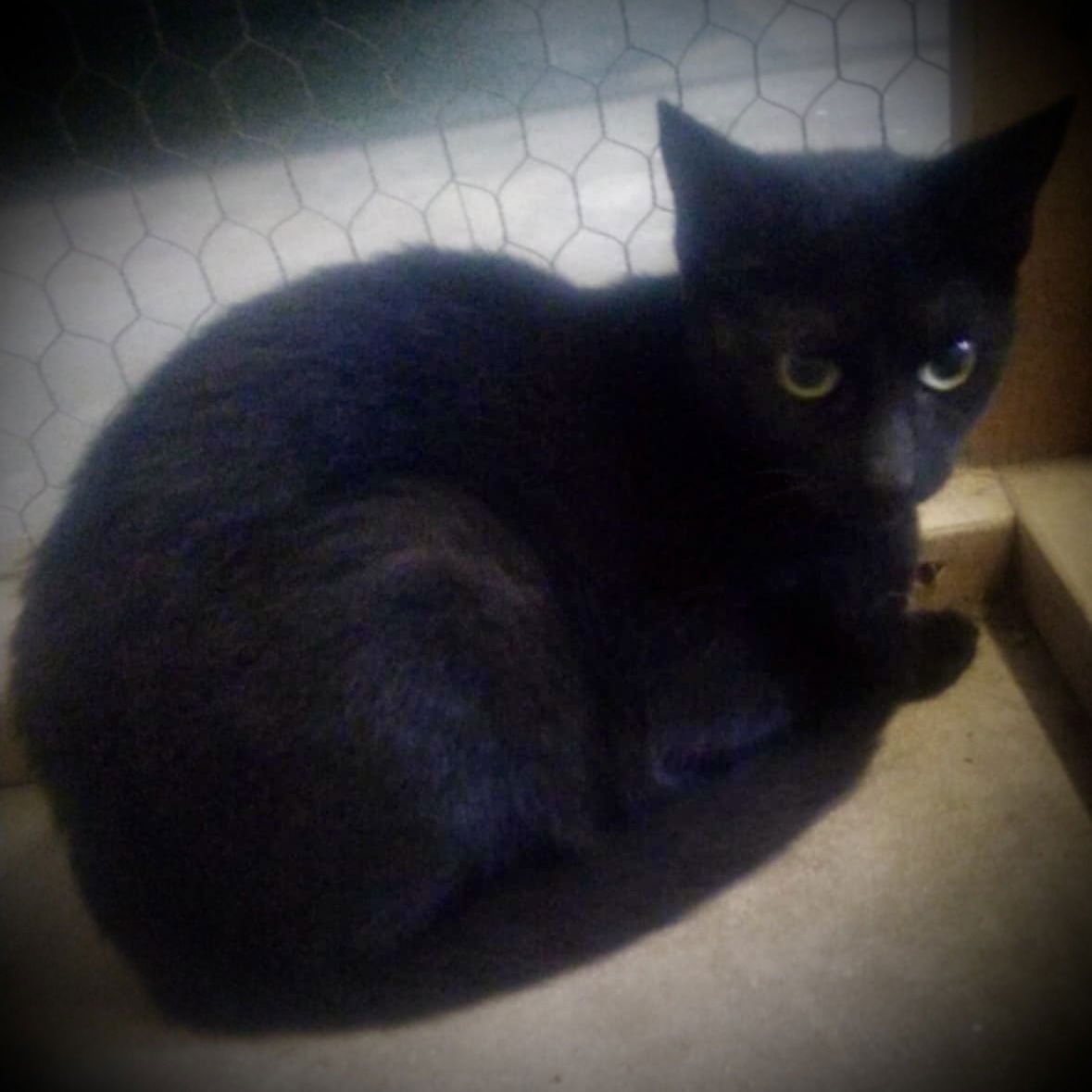 SELENA (BLACK FEMALE) - Domestic Short Hair available for adoption