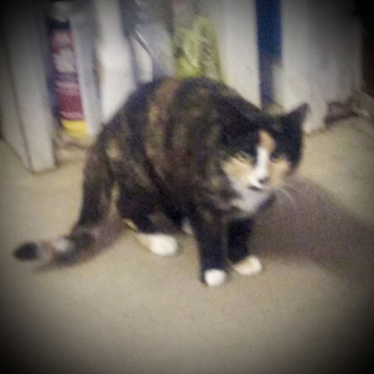 LAYLA (TORTI & WHITE FEMALE 1) - Tortoiseshell available for adoption