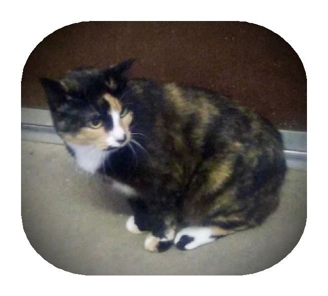 LAYLA (TORTI & WHITE FEMALE 1) - Tortoiseshell available for adoption