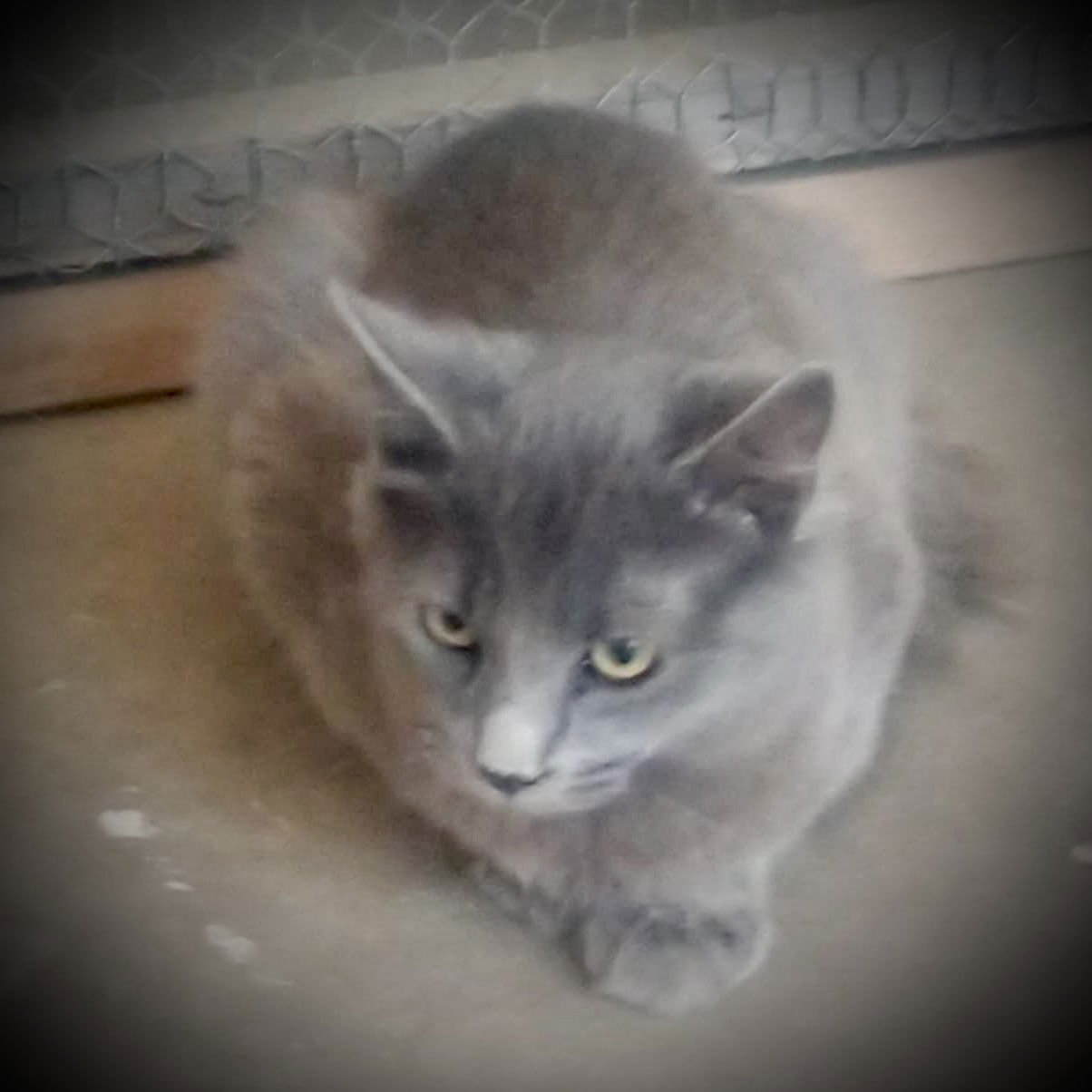 Picasso (Gray Fluffy Male) - Photo 3