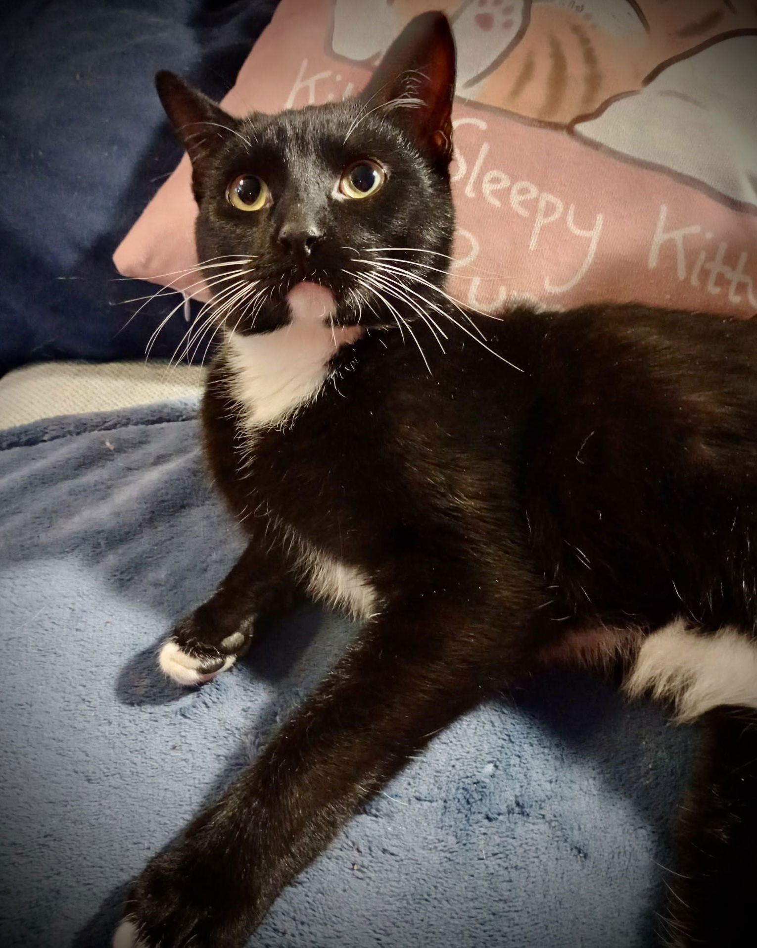 CHANDLER (TUX MALE) - Tuxedo / Domestic Short Hair available for adoption