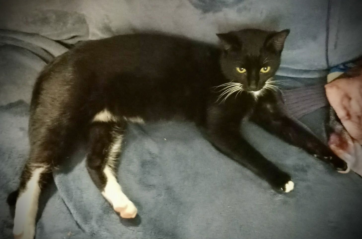 CHANDLER (TUX MALE) - Tuxedo / Domestic Short Hair available for adoption