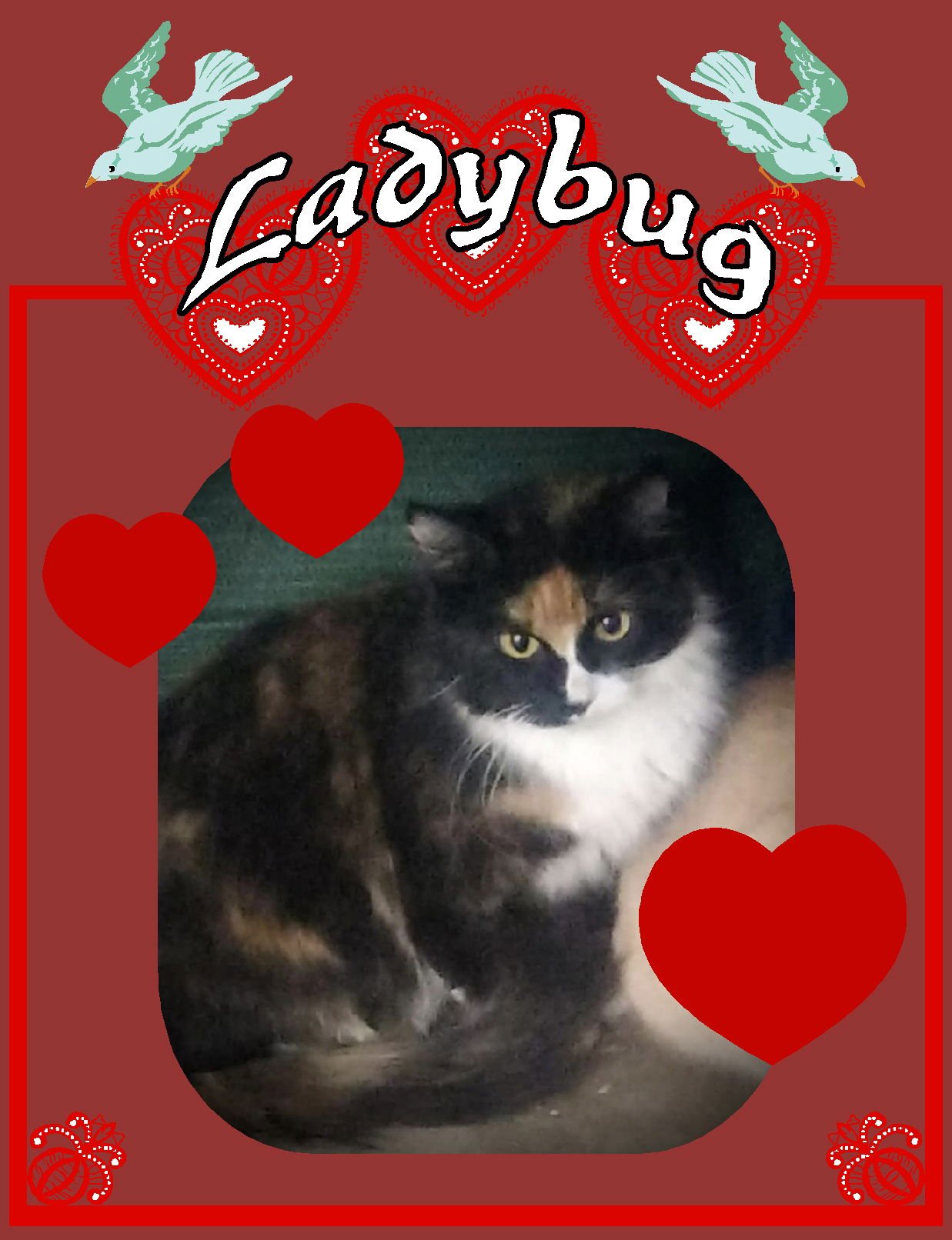 LADYBUG (TORTI & WHITE FEMALE2) - Tortoiseshell available for adoption