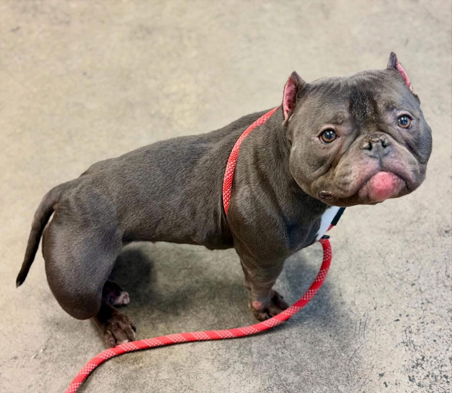 TOKYO - Unknown available for adoption