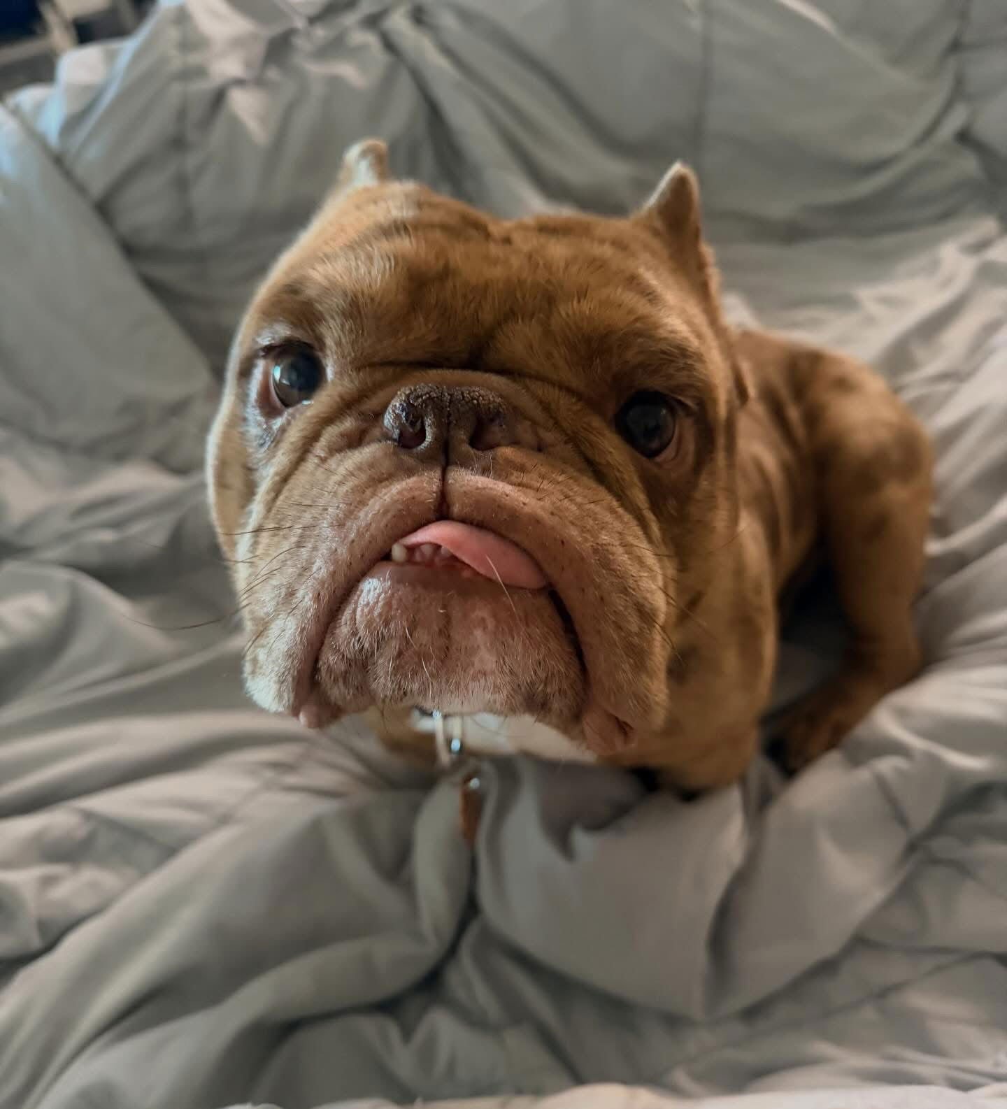 EGGROLL - Bulldog available for adoption