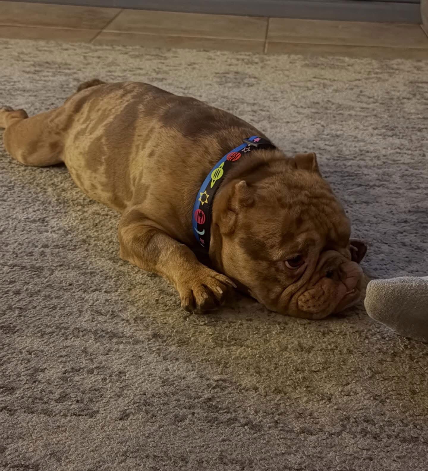 EGGROLL - Bulldog available for adoption