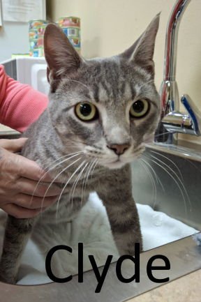 CLYDE - Tabby / Domestic Short Hair available for adoption