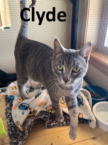 CLYDE - Tabby / Domestic Short Hair available for adoption