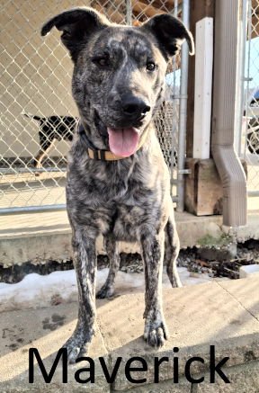 MAVERICK - Catahoula Leopard Dog / Mountain Cur available for adoption