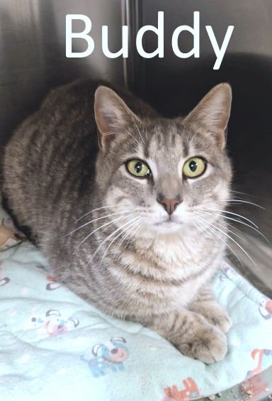 BUDDY - Tabby / Domestic Short Hair available for adoption