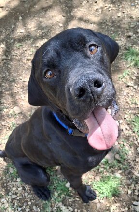CHAPPY - Great Dane / Labrador Retriever available for adoption