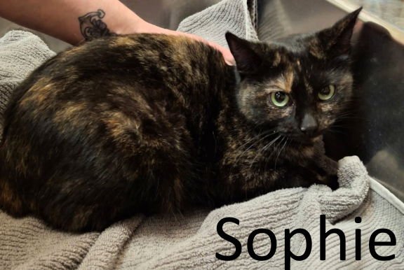 SOPHIE - Tortoiseshell / Domestic Short Hair available for adoption