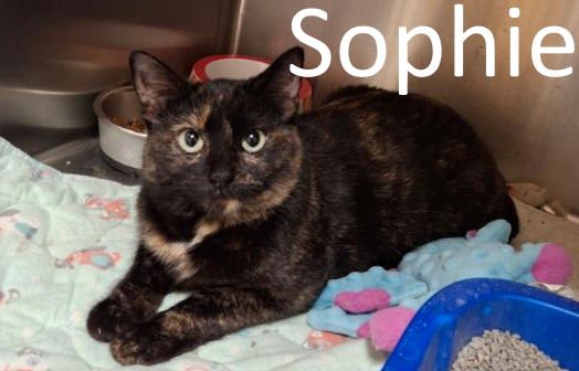 SOPHIE - Tortoiseshell / Domestic Short Hair available for adoption