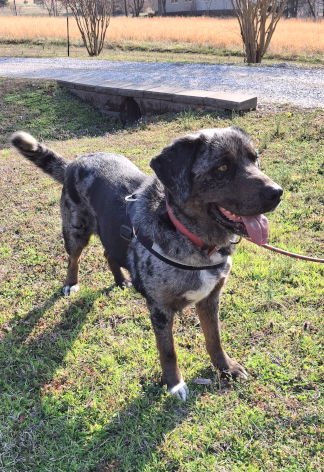 GEORGE - Catahoula Leopard Dog / Shepherd available for adoption