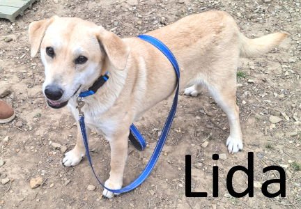 LIDA - Yellow Labrador Retriever / Akita available for adoption
