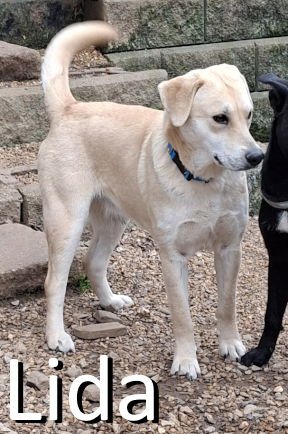 LIDA - Yellow Labrador Retriever / Akita available for adoption