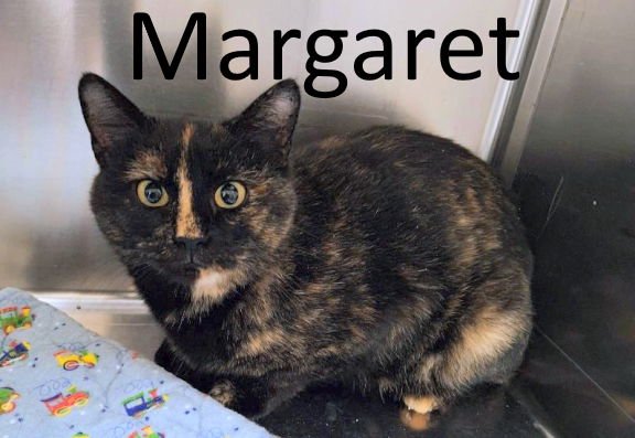 MARGARET - Tortoiseshell / Domestic Short Hair available for adoption