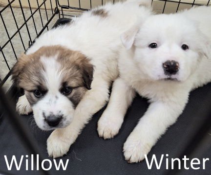 WINTER - Great Pyrenees / Labrador Retriever available for adoption