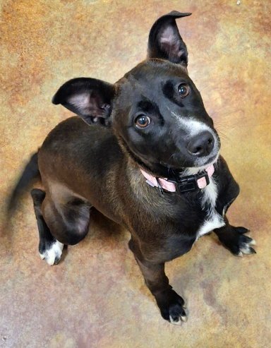 ABBI - Terrier available for adoption