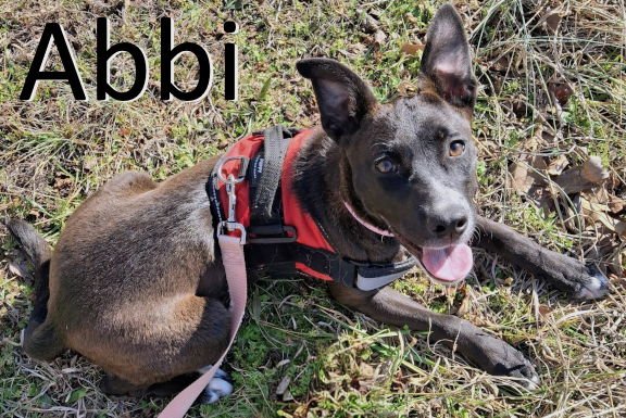 ABBI - Terrier available for adoption