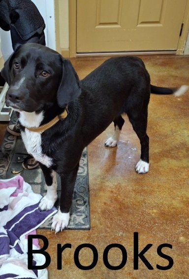 BROOKS - Labrador Retriever / Hound available for adoption