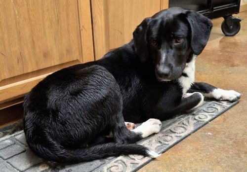 BROOKS - Labrador Retriever / Hound available for adoption