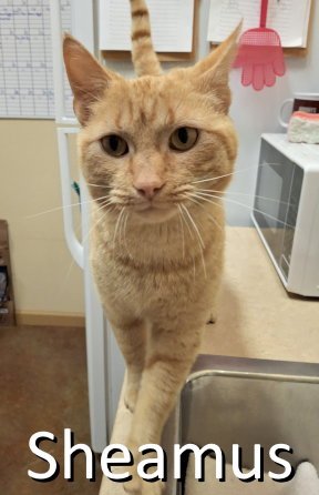 SHEAMUS - Tabby / Domestic Short Hair available for adoption