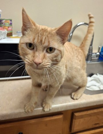 SHEAMUS - Tabby / Domestic Short Hair available for adoption