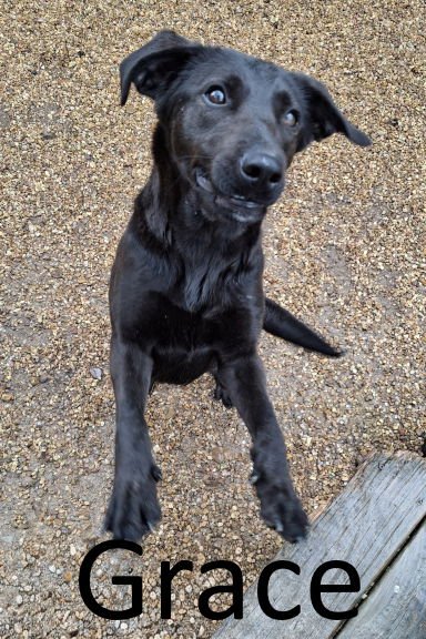GRACE - Black Labrador Retriever / Shepherd available for adoption