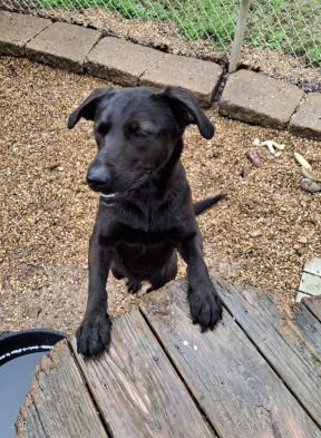 GRACE - Black Labrador Retriever / Shepherd available for adoption