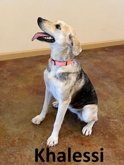 KHALEESI - Shepherd / Husky available for adoption
