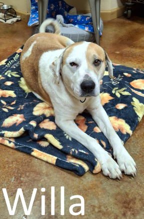 WILLA - Labrador Retriever / Hound available for adoption