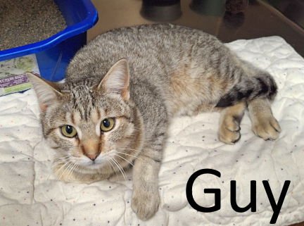 GUY - Tabby / Domestic Short Hair available for adoption