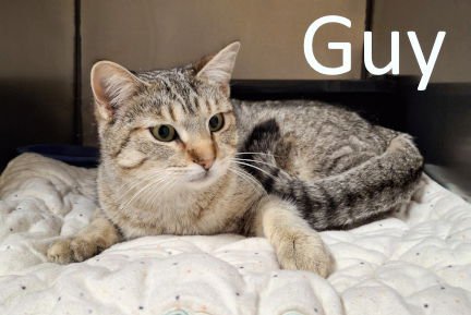 GUY - Tabby / Domestic Short Hair available for adoption
