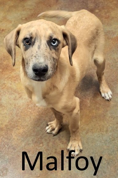MALFOY - Catahoula Leopard Dog / Hound available for adoption