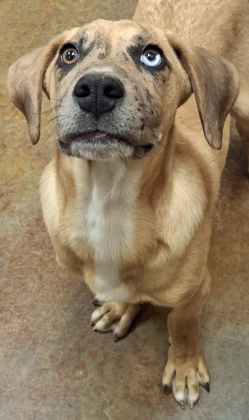 MALFOY - Catahoula Leopard Dog / Hound available for adoption