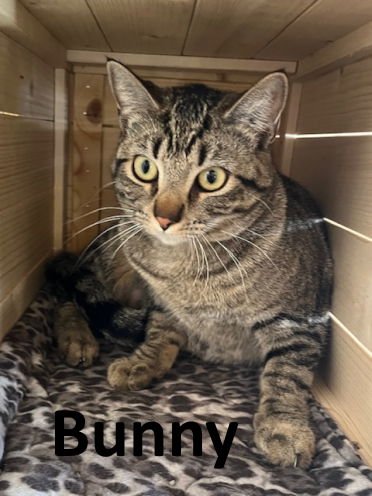 BUNNY - Tabby / Domestic Short Hair available for adoption