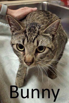 BUNNY - Tabby / Domestic Short Hair available for adoption