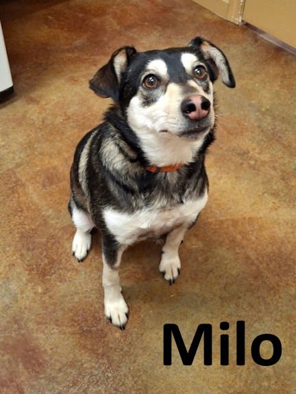 MILO - Husky / Terrier available for adoption