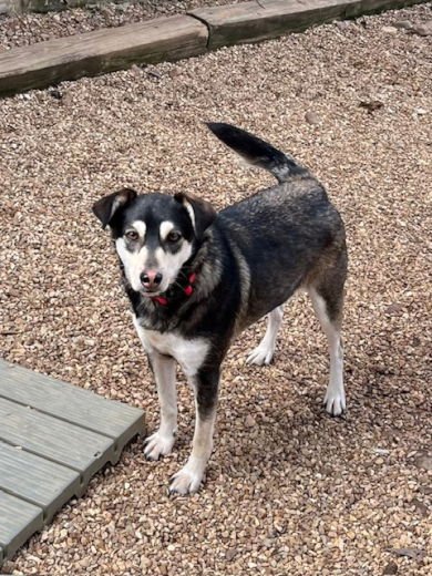 MILO - Husky / Terrier available for adoption